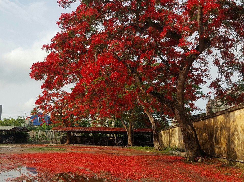 Hình ảnh hoa phượng ở sân trường học đẹp