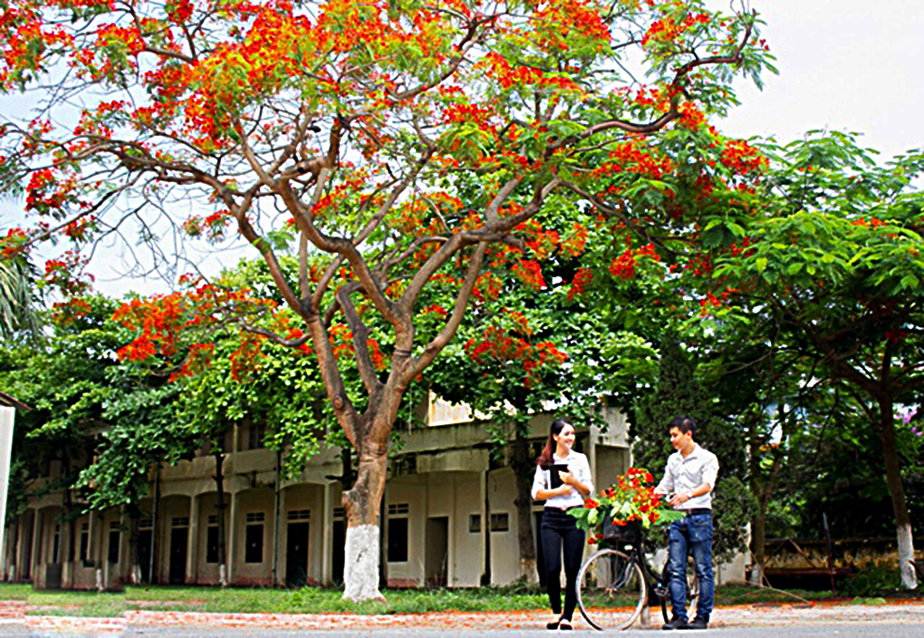 Hình cây phượng đỏ ở sân trường