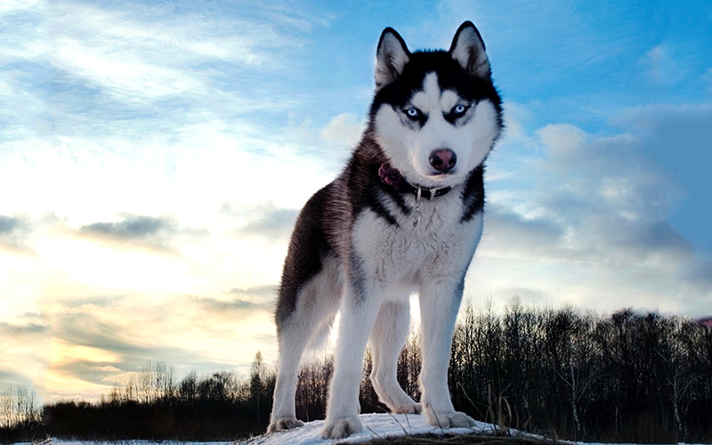 chó Husky