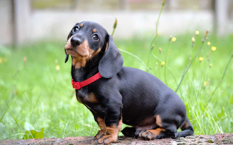 chó dachshund