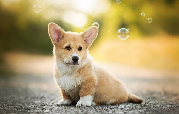 Corgi