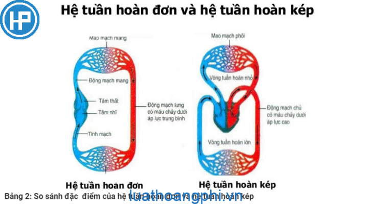 Cơ Quan Thoát Hơi Nước Của Cây Là Gì? Thành Phần Chính Của Dịch Mạch Của Cây là Gì?