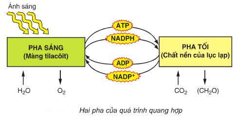 So sánh pha sáng và pha tối ở thực vật | VFO.VN