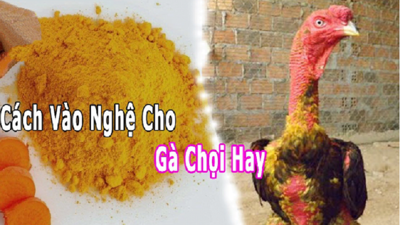 Cách sử dụng nghệ đúng cách cho gà chọi: Bí quyết từ chuyên gia
