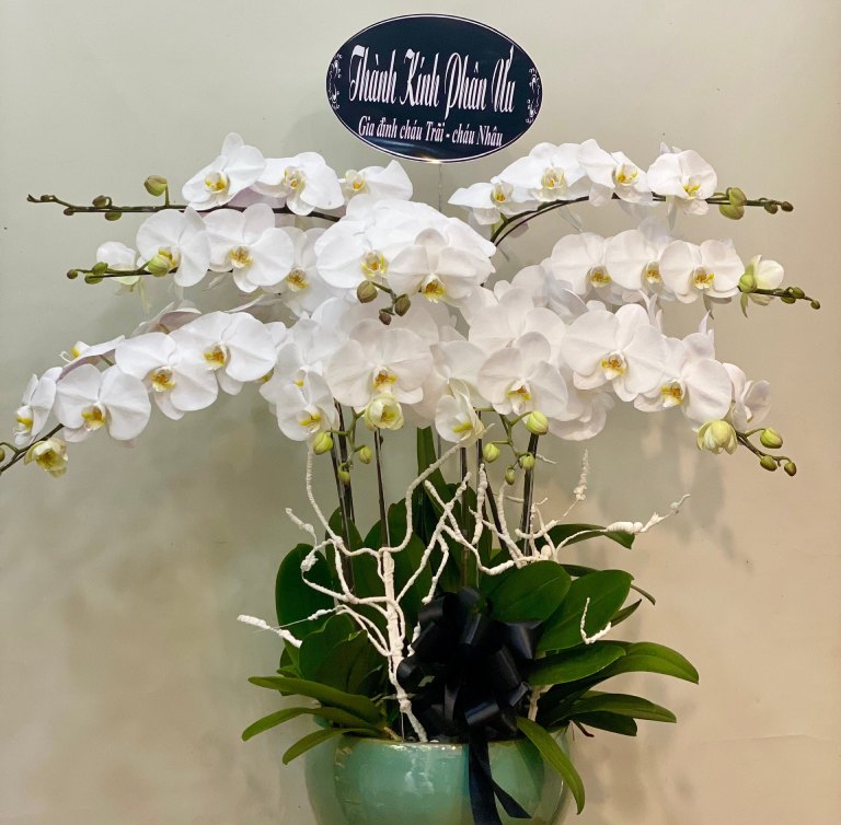 6 loài hoa tượng trưng cho sự mất mát, chia ly và cơ hội để lựa chọn chúng