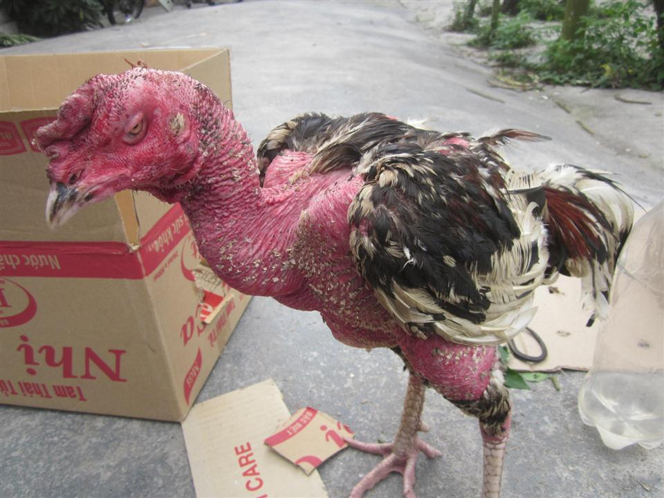 Tìm Hiểu Nguyên Nhân và Cách Khắc Phục Tình Trạng Tái Mặt Ở Gà Chọi: Đừng  Để Gà Cưng Gặp Vấn Đề! - zgreen.com.vn