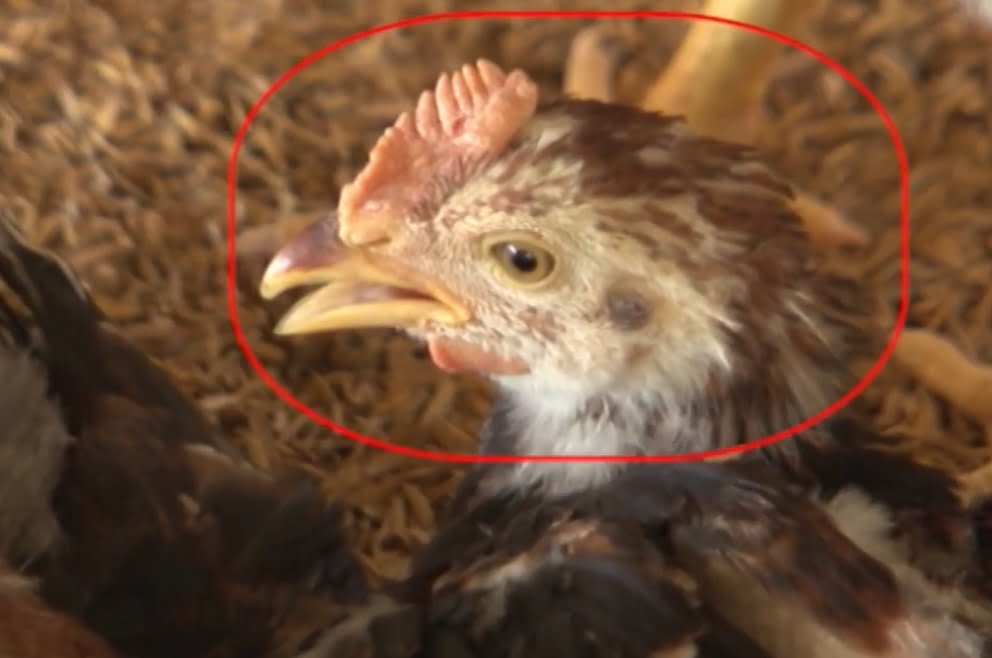 Nhận biết và phòng trị bệnh ký sinh trùng đường máu ở gà