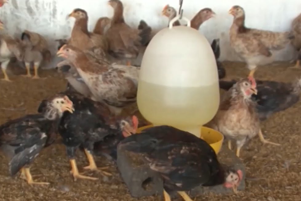 Nhận biết và phòng trị bệnh ký sinh trùng đường máu ở gà