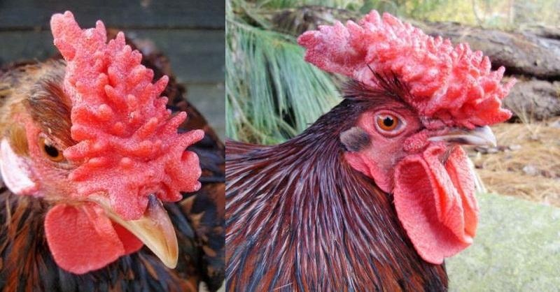 Đặc điểm mồng trà xếp lớp như lá trà khô