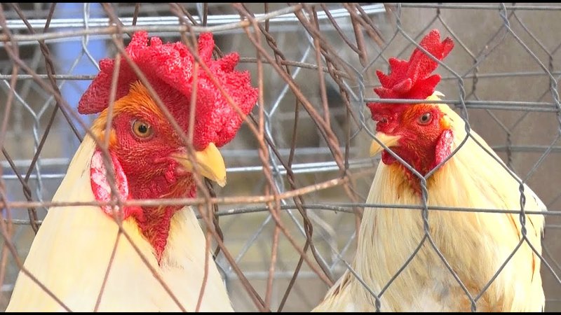 Gà mồng trà có nguồn gốc từ miền Bắc và miền Trung Việt Nam