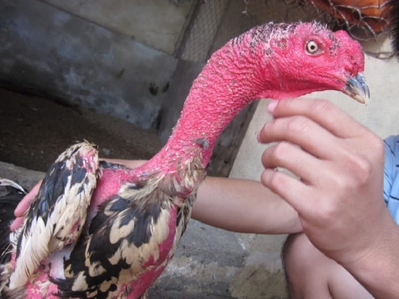 Dinh dưỡng giúp cổ gà chọi to và khỏe