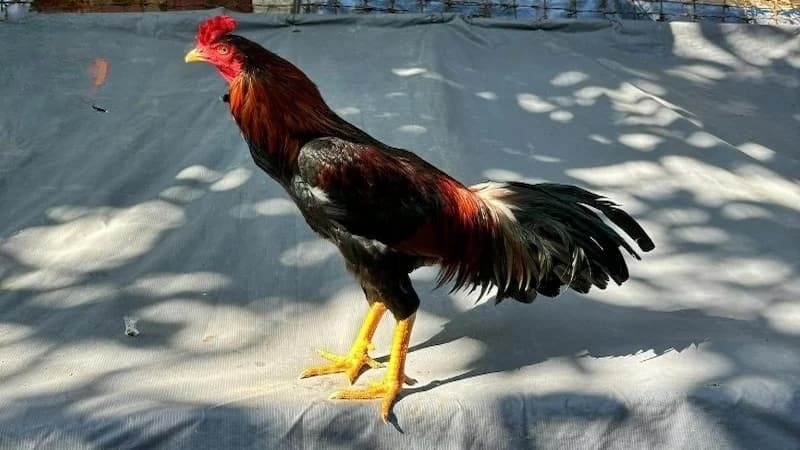 Giới thiệu gà Cao Lãnh - Giống gà chọi huyền thoại miền Tây