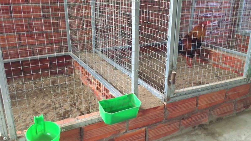 Vệ sinh chuồng gà đá định kỳ giúp phòng tránh dịch bệnh